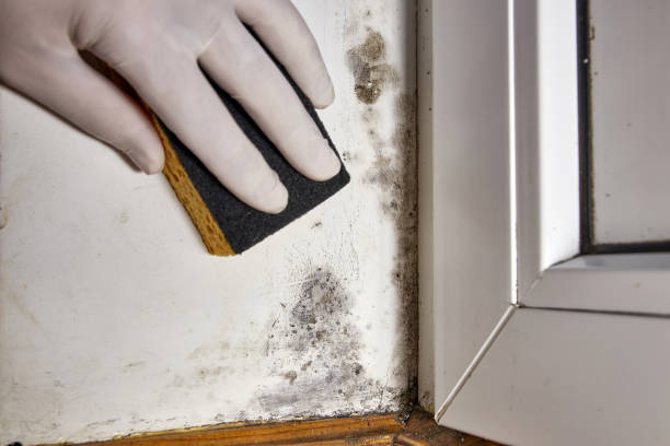 Best Post-Construction Mold Inspection  in Holly Springs, GA